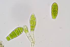 Attēlu rezultāti vaicājumam “Zygodon rupestris”