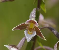 Attēlu rezultāti vaicājumam “Epipactis palustris bud”