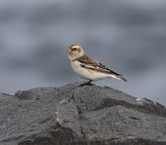 Attēlu rezultāti vaicājumam “Plectrophenax nivalis”