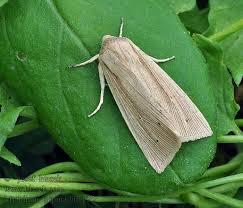 Attēlu rezultāti vaicājumam “Mythimna impura”