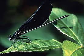 Attēlu rezultāti vaicājumam “Odonata”