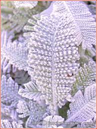 Image result for Chrysanthemum ptarmiciflorum