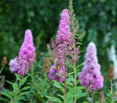 Attēlu rezultāti vaicājumam “Spiraea salicifolia”