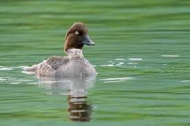 Attēlu rezultāti vaicājumam “Bucephala clangula female”