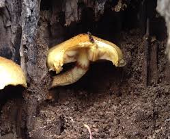 Attēlu rezultāti vaicājumam “Pholiota aurivella”