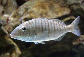 Image result for Lithognathus lithognathus