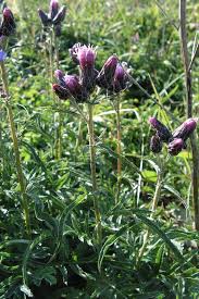 Attēlu rezultāti vaicājumam “Serratula tinctoria flower”