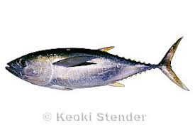 Image result for Thunnus albacares
