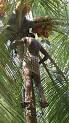 Coconut - Wikipedia, the free encyclopedia