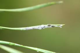 Attēlu rezultāti vaicājumam “Schizolachnus pineti”