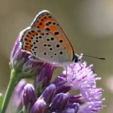 Attēlu rezultāti vaicājumam “Lycaena tityrus female”