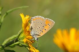 Attēlu rezultāti vaicājumam “Lycaena alciphron underside”
