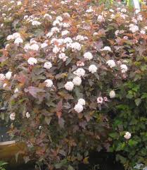 Attēlu rezultāti vaicājumam “Physocarpus opulifolius”