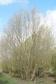 Attēlu rezultāti vaicājumam “Salix alba var. sericea”