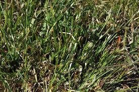 Attēlu rezultāti vaicājumam “Danthonia decumbens”