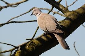 Attēlu rezultāti vaicājumam “Streptopelia decaocto”