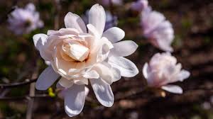 Attēlu rezultāti vaicājumam “Magnolia”