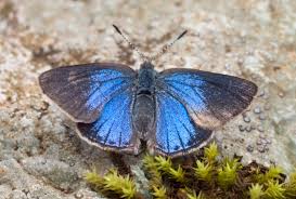 Attēlu rezultāti vaicājumam “Epirhoe tristata”