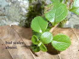 Attēlu rezultāti vaicājumam “Linnaea borealis”