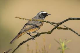 Attēlu rezultāti vaicājumam “Phoenicurus phoenicurus male”