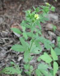 Attēlu rezultāti vaicājumam “Potentilla norvegica flower”