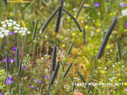 Attēlu rezultāti vaicājumam “Phleum phleoides fruit”