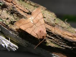 Attēlu rezultāti vaicājumam “Charanyca trigrammica”