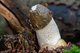 Attēlu rezultāti vaicājumam “Phallus impudicus”