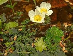 Attēlu rezultāti vaicājumam “Batrachium”