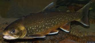 Image result for Salvelinus alpinus