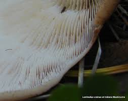 Attēlu rezultāti vaicājumam “Lentinellus ursinus”