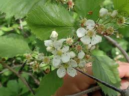 Attēlu rezultāti vaicājumam “Crataegus chrysocarpa”