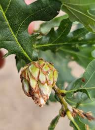 Attēlu rezultāti vaicājumam “Andricus foecundatrix”