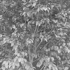 Attēlu rezultāti vaicājumam “Salix myrsinifolia leaf”