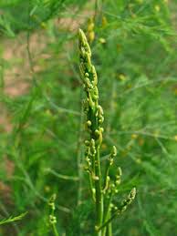 Attēlu rezultāti vaicājumam “Asparagus officinalis leaf”