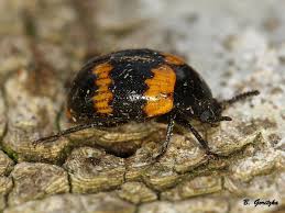 Attēlu rezultāti vaicājumam “Diaperis boleti”