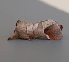 Attēlu rezultāti vaicājumam “Clostera pigra”