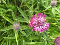 Attēlu rezultāti vaicājumam “Trifolium alpestre”