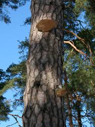 Attēlu rezultāti vaicājumam “Phellinus pini”