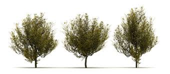 Attēlu rezultāti vaicājumam “Cornus mas”