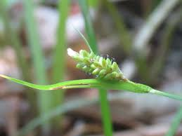 Attēlu rezultāti vaicājumam “Carex pallescens”
