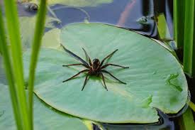 Attēlu rezultāti vaicājumam “Dolomedes fimbriatus”