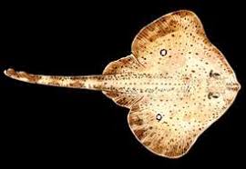 Image result for Leucoraja ocellata