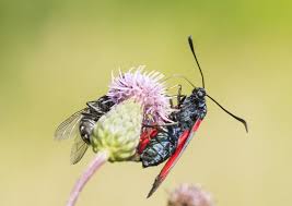 Attēlu rezultāti vaicājumam “Zygaena filipendulae”