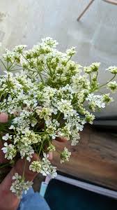 Attēlu rezultāti vaicājumam “Anthriscus sylvestris leaf”