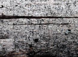 Attēlu rezultāti vaicājumam “Calicium salicinum”