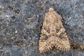 Attēlu rezultāti vaicājumam “Hadula trifolii”