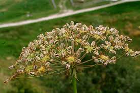 Attēlu rezultāti vaicājumam “Laserpitium latifolium flower”