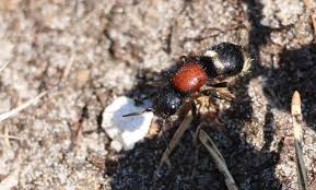 Attēlu rezultāti vaicājumam “Mutilla europaea”