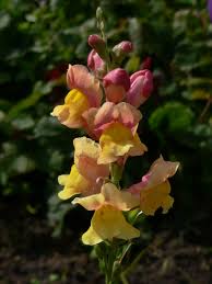 Image result for Antirrhinum majus maximum